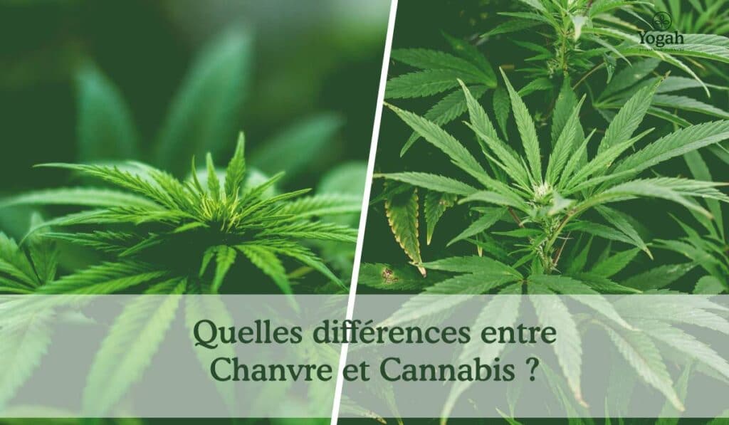 Chanvre et cannabis : quelle différence ?